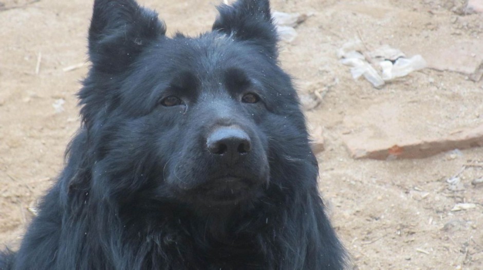 点击大图看下一张：比利时黑熊犬真诚眼神图片