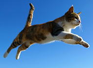 跳跃在空中的猫咪图片