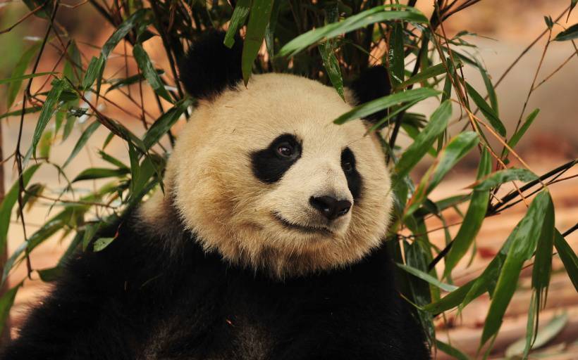 点击大图看下一张：国家一级保护动物熊猫天然呆美图