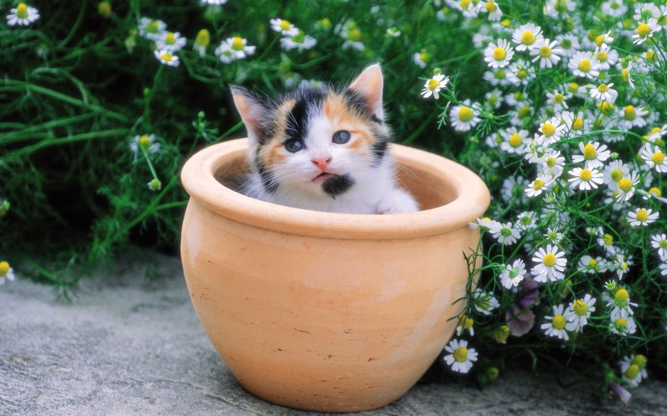 点击大图看下一张：超小迷你型可爱茶杯猫图片