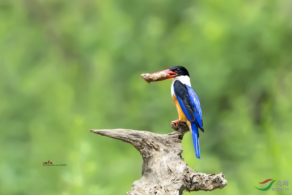 点击大图看下一张：广西荆棘鸟吃虫子图片