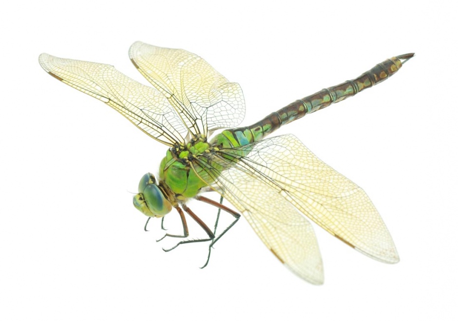 点击大图看下一张：蜻蜓昆虫高清摄影图片