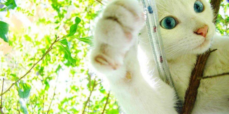点击大图看下一张：蓝眼白猫身手敏捷图片壁纸
