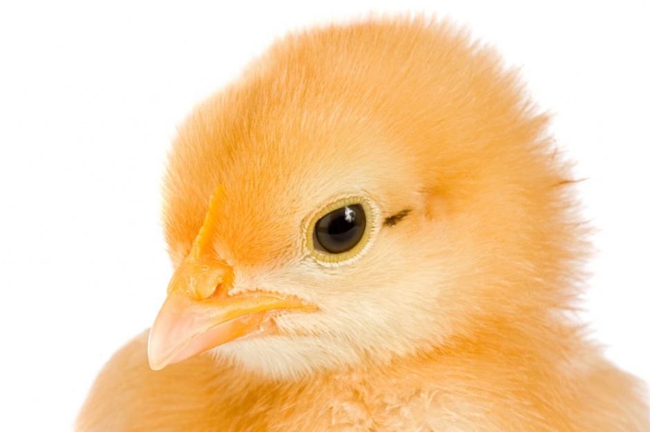 点击大图看下一张：超萌可爱的小鸡出生图片