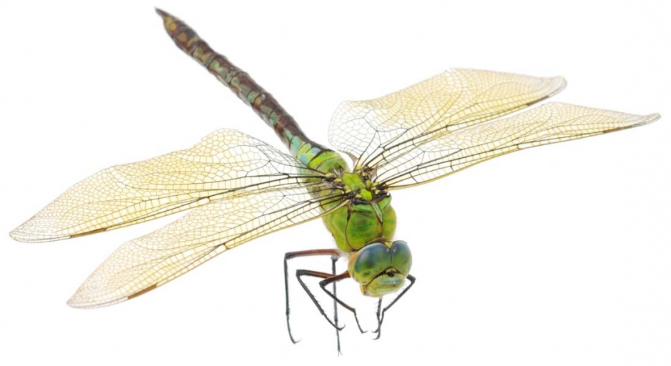 点击大图看下一张：轻盈的蜻蜓高清图片素材