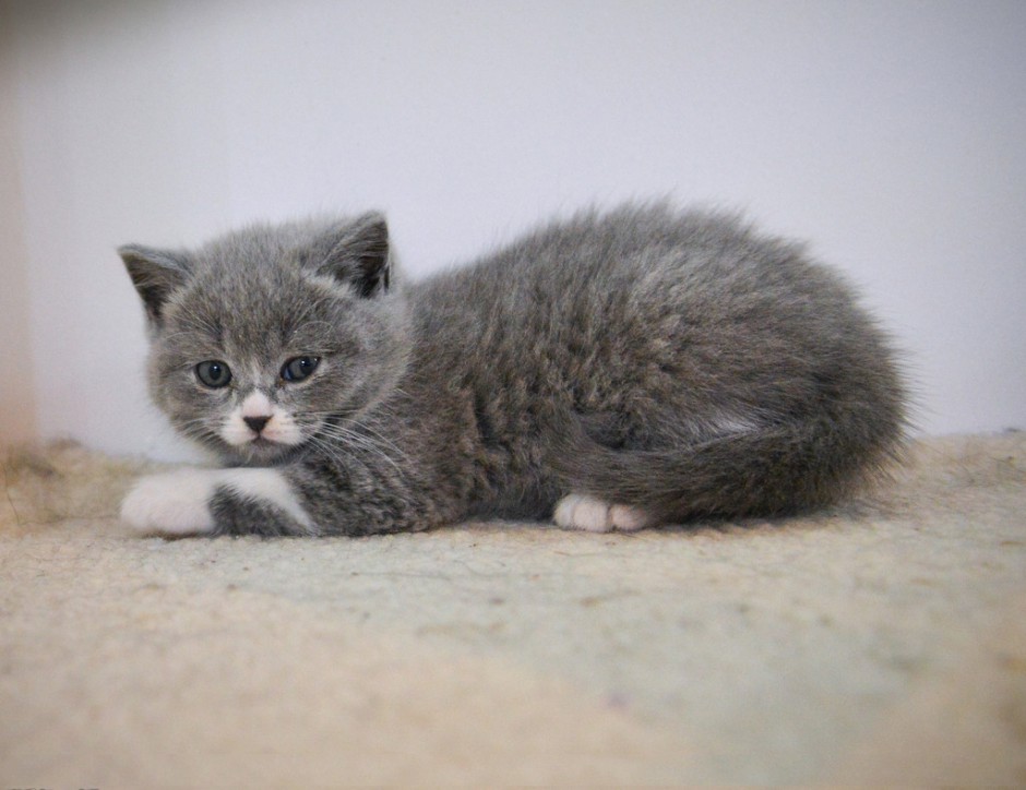 点击大图看下一张：蓝白英短猫乖巧友善图片