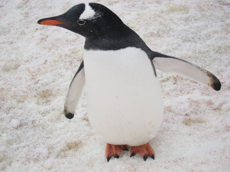 点击大图看下一张:网友提供南极企鹅高清图片