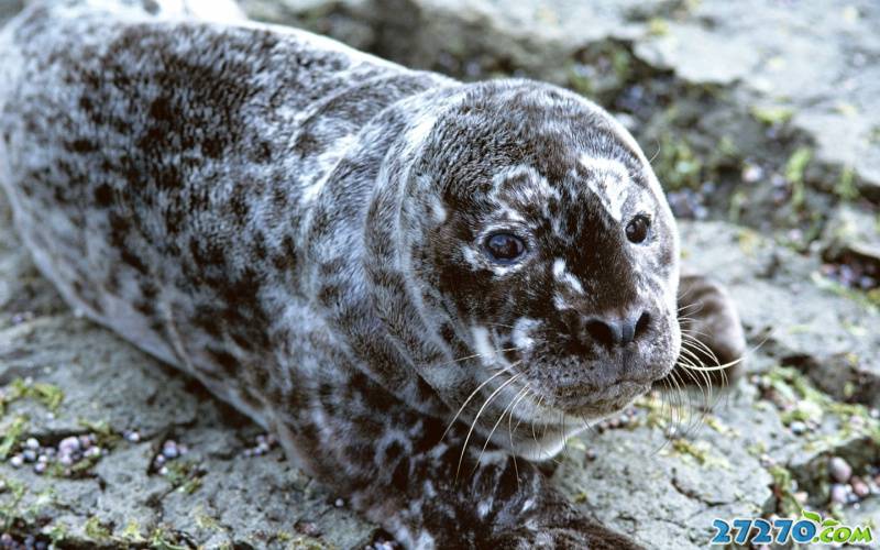 点击大图看下一张：动物特写 可爱的小海豹