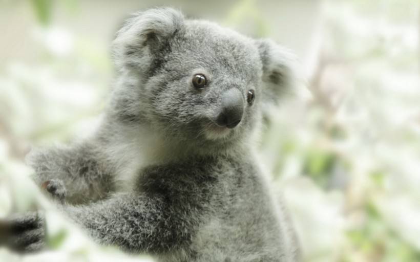 点击大图看下一张：澳大利亚树袋熊考拉可爱图片大全