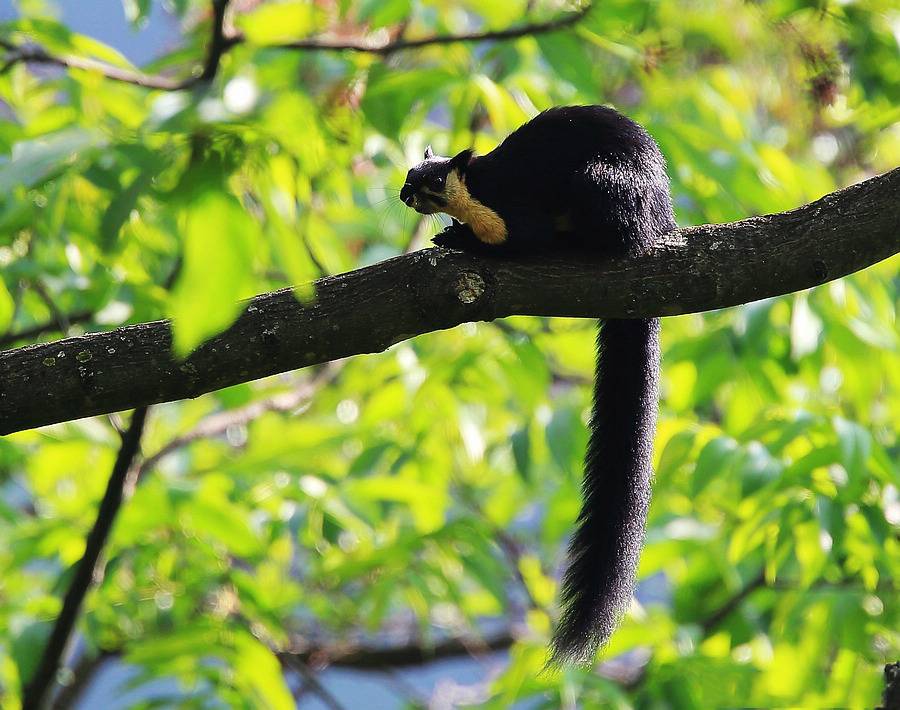 点击大图看下一张：林中玩耍的海南巨松鼠图片