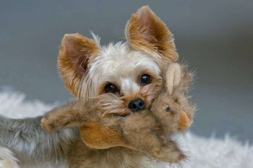 点击大图看下一张：可爱小宠物--约克夏梗犬