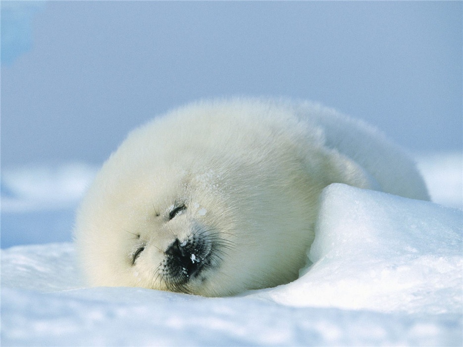 点击大图看下一张：超萌可爱的小海豹图片欣赏