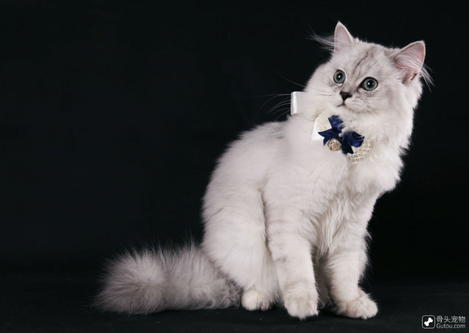 点击大图看下一张：成年金吉拉猫图片俏皮可爱