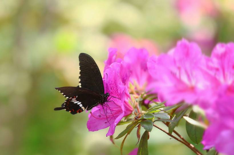 点击大图看下一张：春天杜鹃花丛飞舞的蝴蝶图片大全