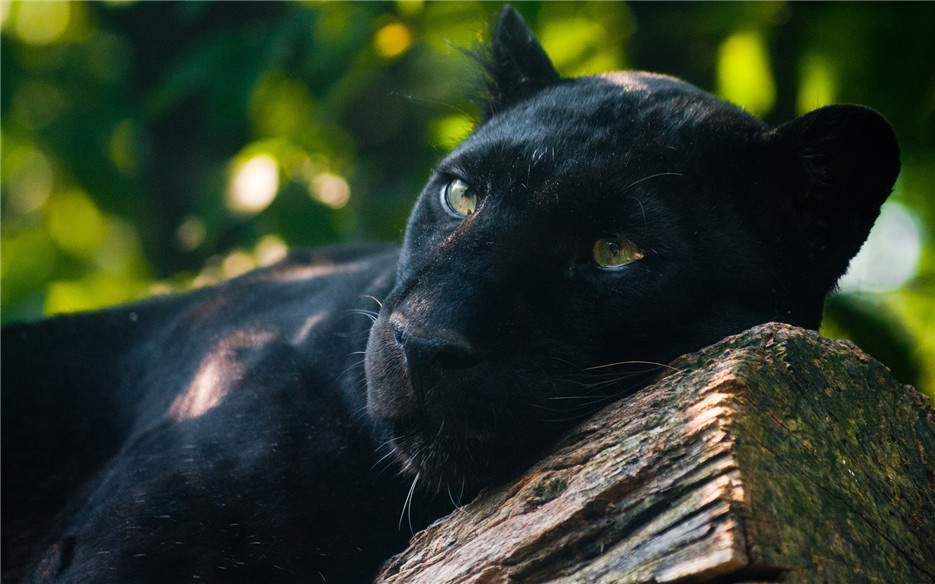 点击大图看下一张：大型猫科动物黑豹高清图片