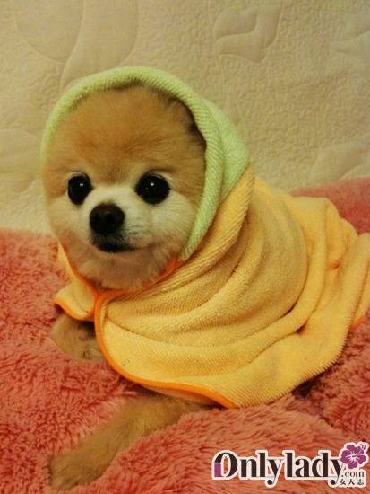 点击大图看下一张：哈多利俊介犬穿衣服图片