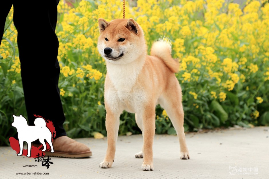 点击大图看下一张：最漂亮日本柴犬图片欣赏