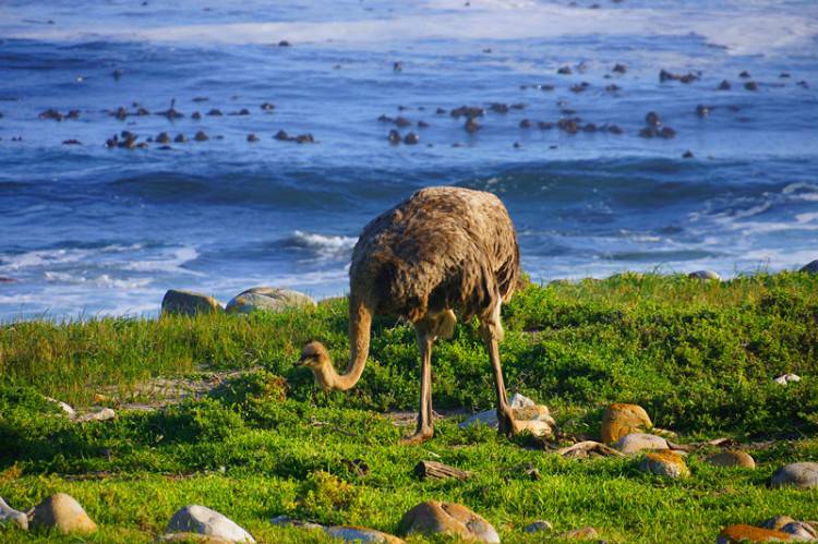 点击大图看下一张：澳洲鸵鸟海边嬉戏玩耍图片