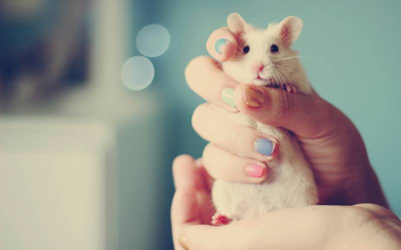 点击大图看下一张：可爱的小白鼠小清新壁纸图片