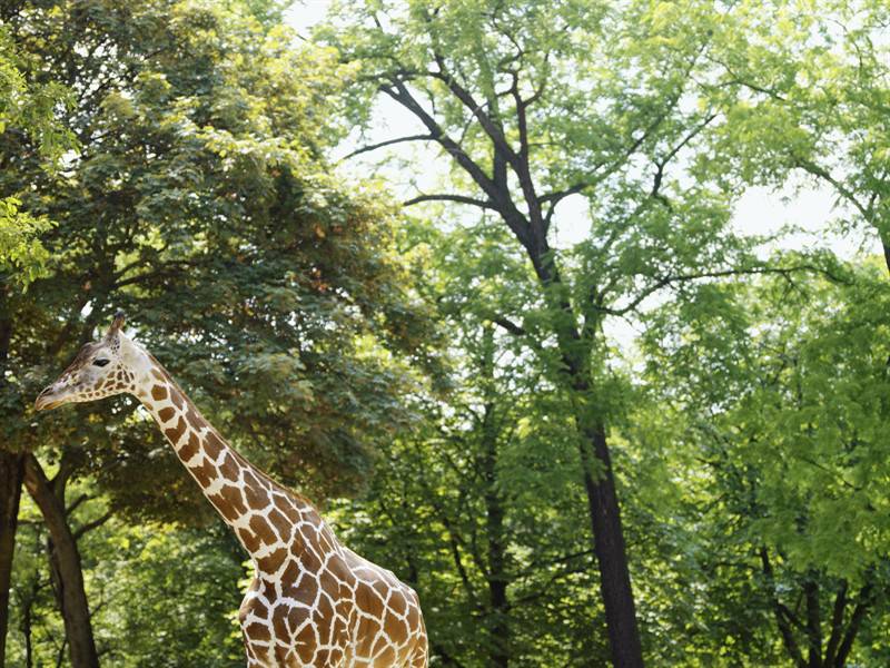 点击大图看下一张：动物园长颈鹿等野生动物图片