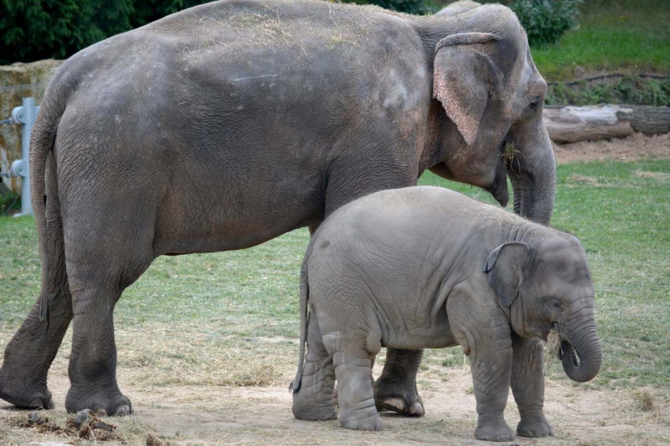 点击大图看下一张：体躯庞大的非洲大象图片