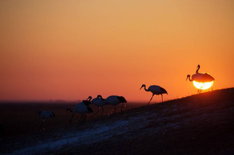 点击大图看下一张：夕阳下展翅的丹顶鹤图片