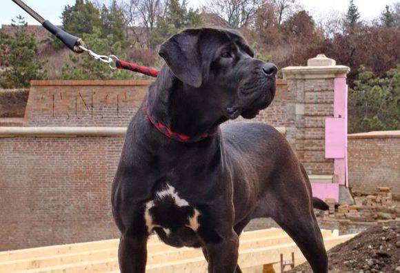 点击大图看下一张:黑色土佐犬凶猛霸气侧脸抓拍图片