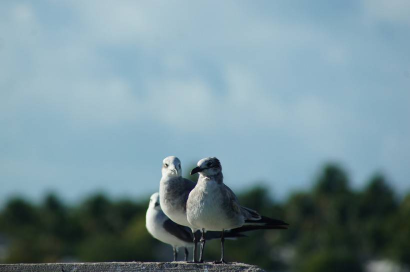 点击大图看下一张：海鸟图片欣赏 停驻的海鸥高清特写