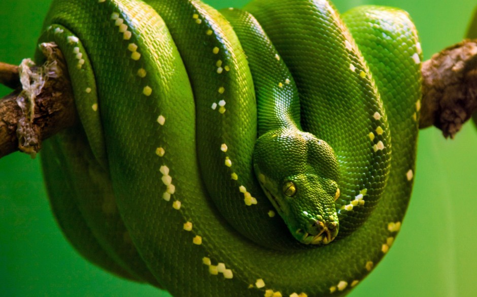 点击大图看下一张：动作敏捷的大翠青蛇图片
