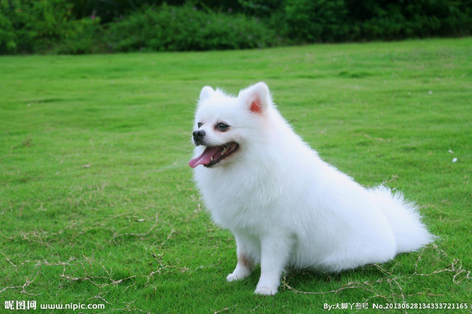 点击大图看下一张：草地上的白色博美犬萌图