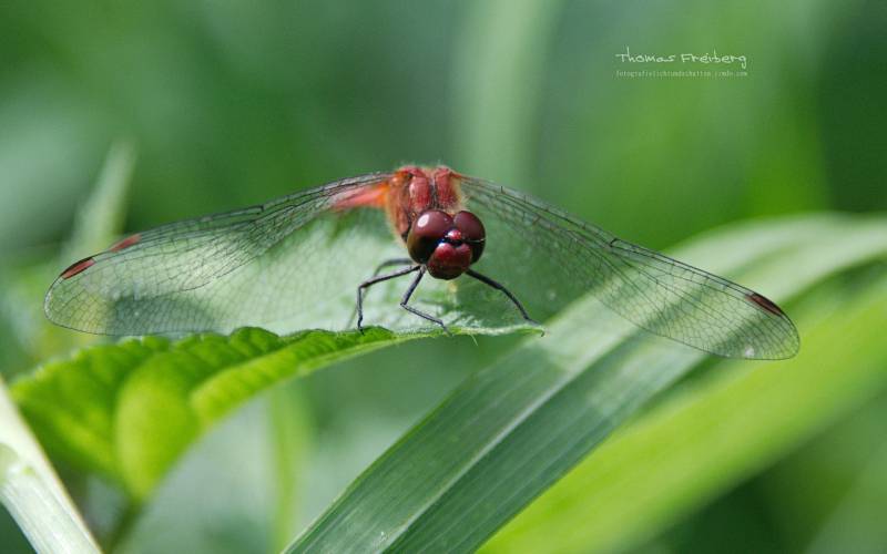 点击大图看下一张：最出色的飞行员蜻蜓摄影高清图集