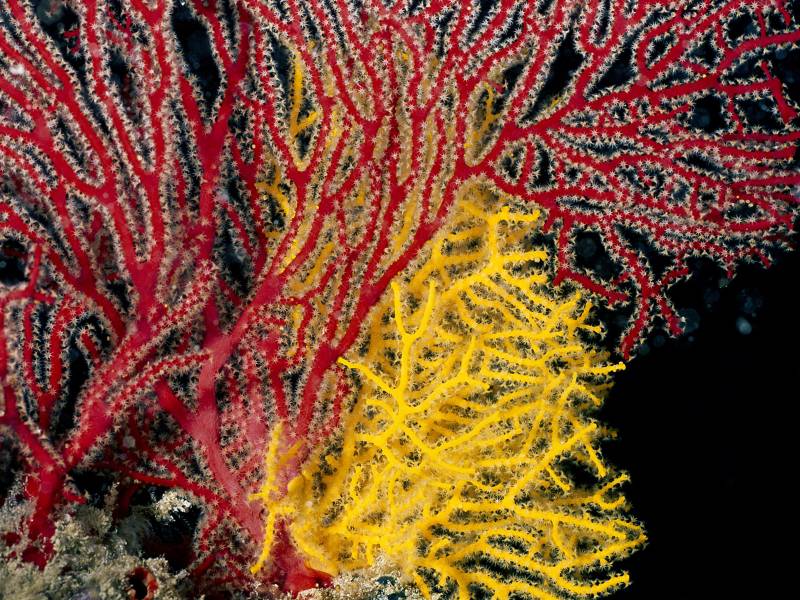 点击大图看下一张：深海海鱼图片色彩缤纷