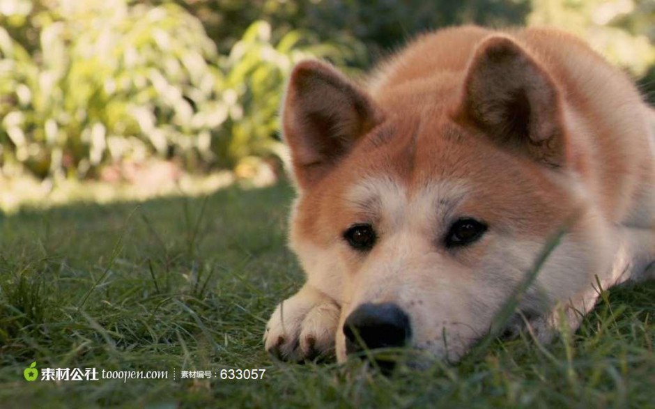 点击大图看下一张：郁郁寡欢的成年秋田犬图片