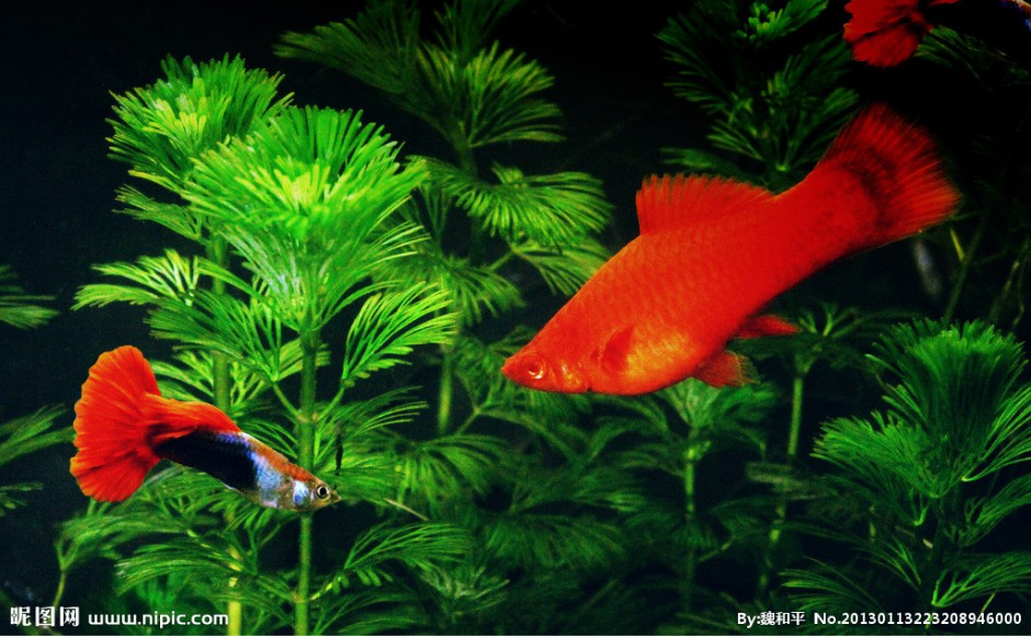 点击大图看下一张：巴西红扇孔雀鱼图片美美哒
