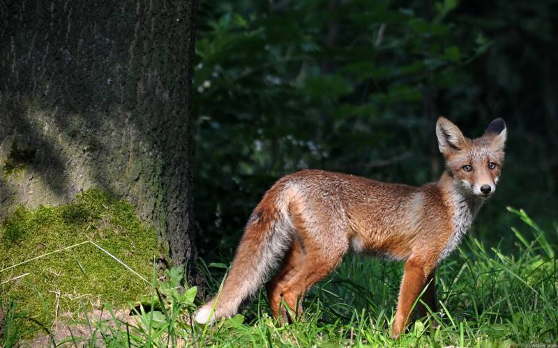 点击大图看下一张：身手敏捷的狐狸高清图片欣赏