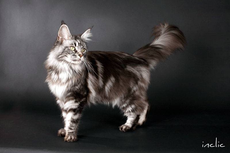 点击大图看下一张：气质高贵典雅的缅因猫图片