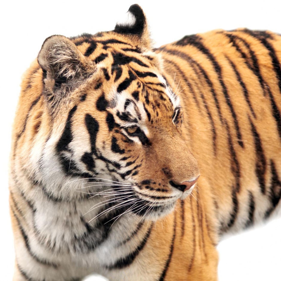 点击大图看下一张：野外凶猛的老虎图片