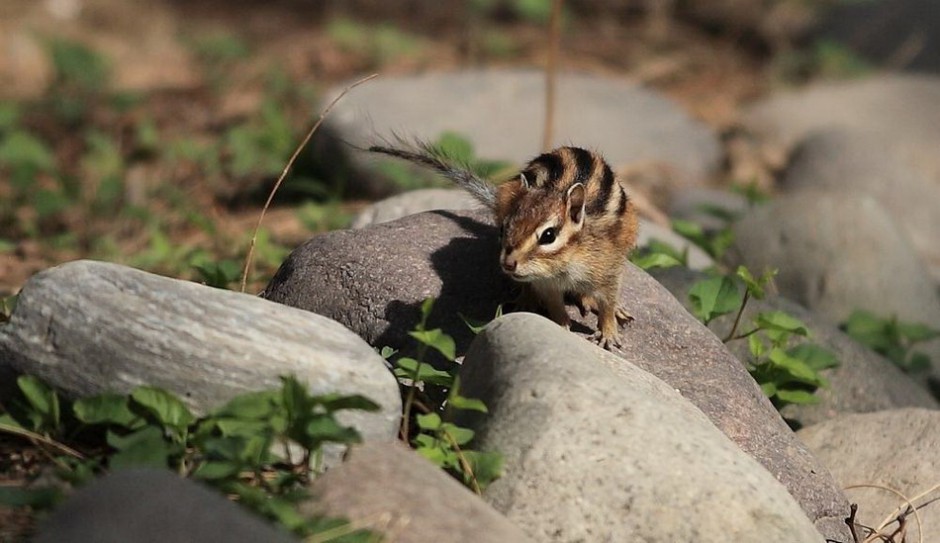 点击大图看下一张：超可爱花栗鼠野外生活图片