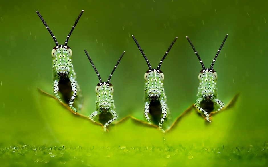 点击大图看下一张：精灵般的昆虫高清摄影图片