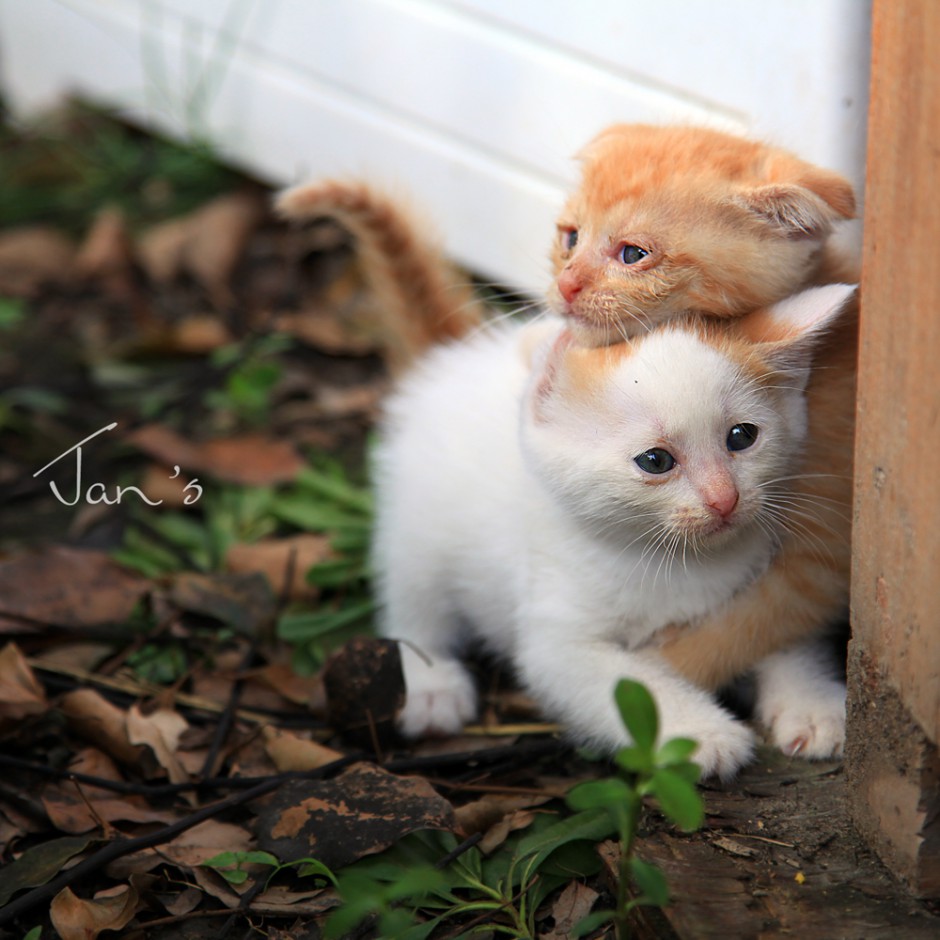 点击大图看下一张：抱在一起的中华田园猫幼崽图片