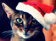 可爱猫咪圣诞节主题壁纸