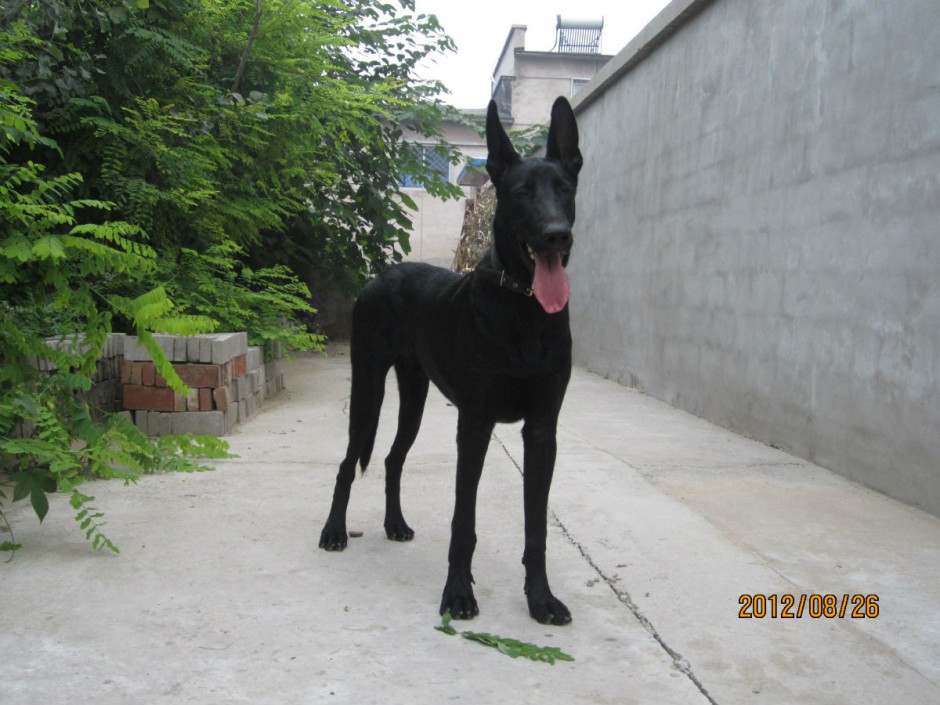 点击大图看下一张：墨界黑狼犬图片展示修长身材