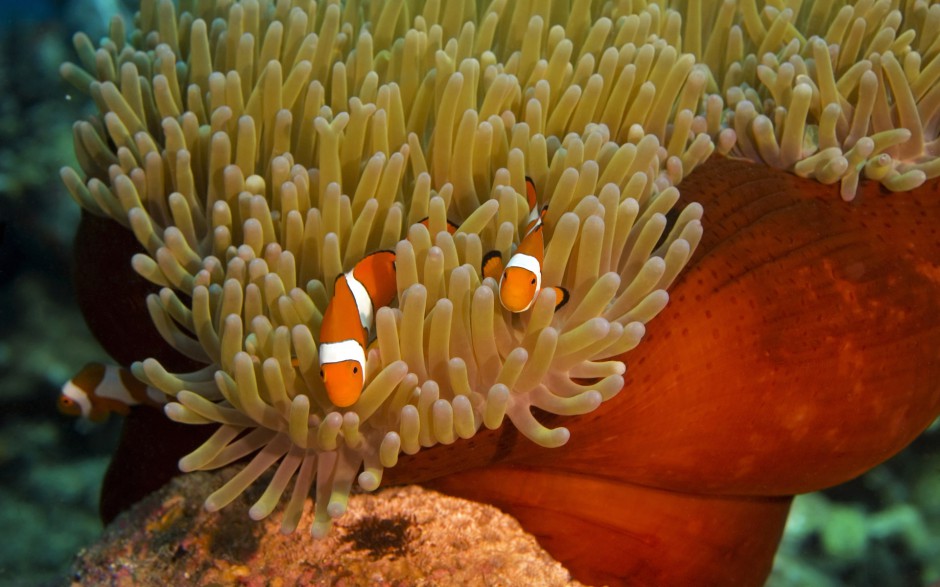 点击大图看下一张：海洋里可爱的小丑鱼高清图片