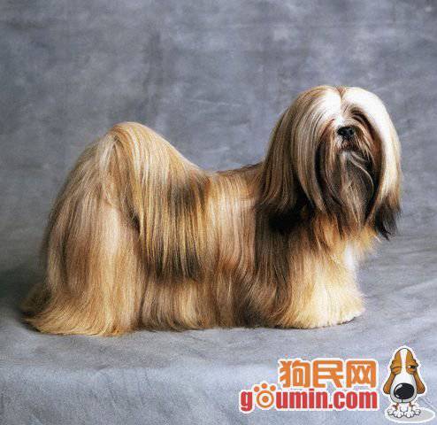 点击大图看下一张：长毛拉萨犬优雅写真图片精选