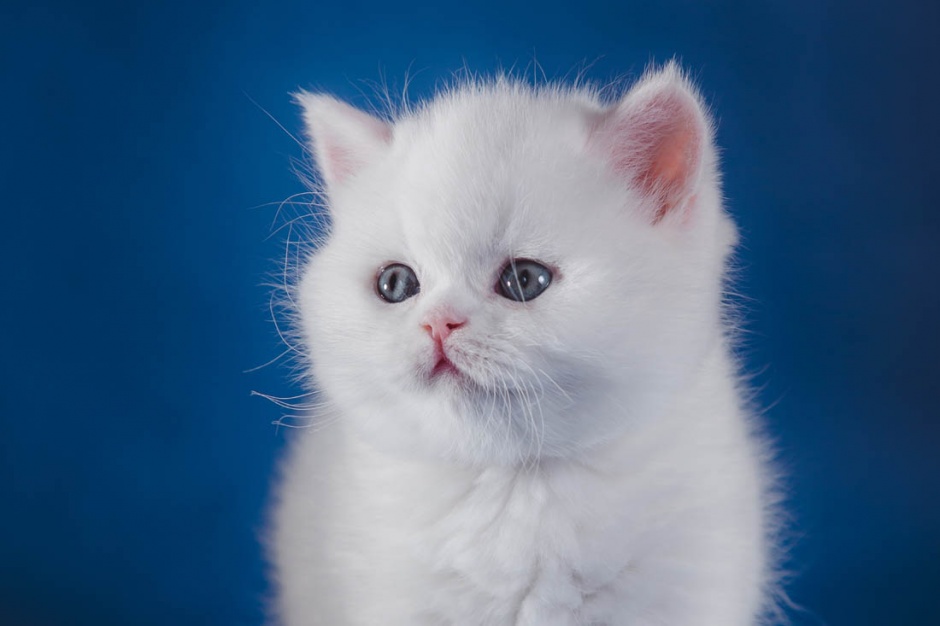 点击大图看下一张：呆萌可爱的蓝眼白猫图片