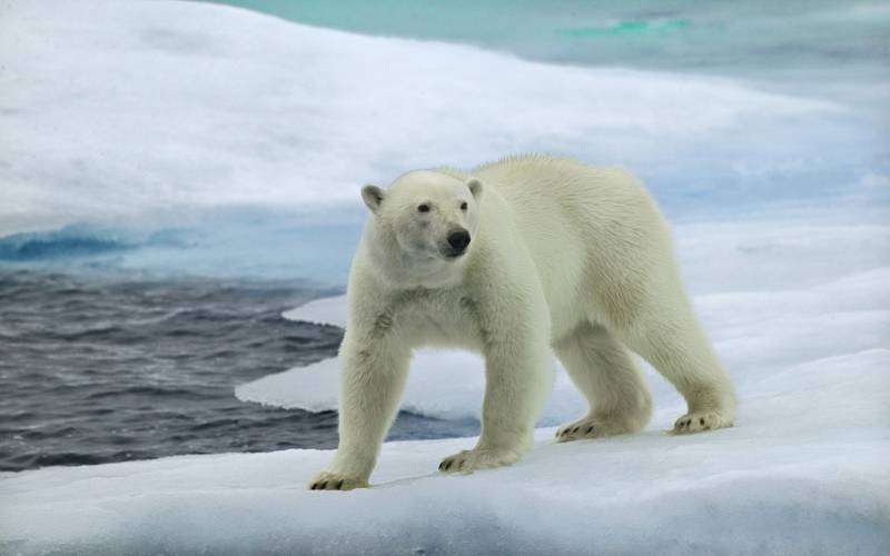 点击大图看下一张：白白胖乎乎的北极熊高清写真