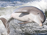 可爱的海豚高清摄影图片
