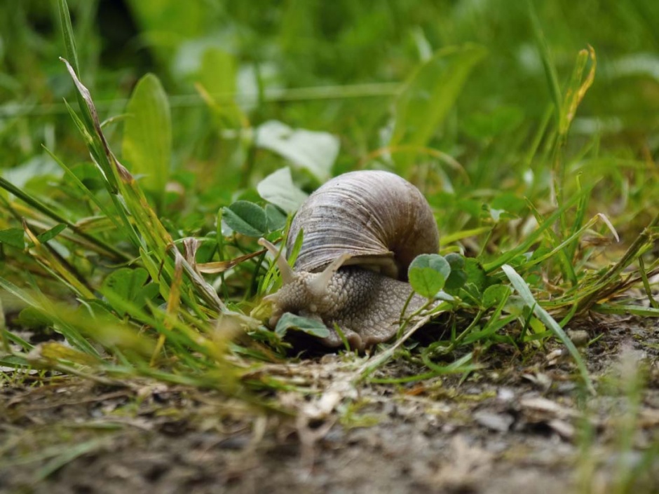 点击大图看下一张：野外可爱的蜗牛摄影图片