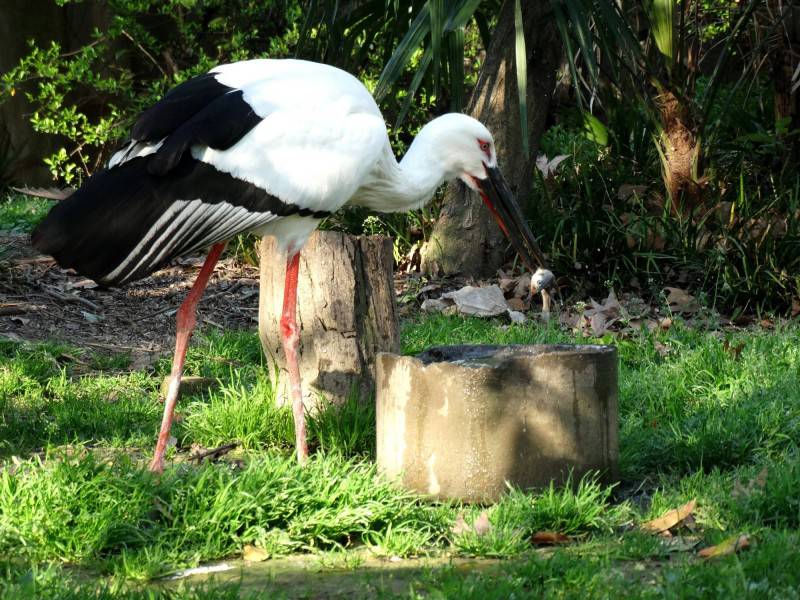 点击大图看下一张：热带大型鸟类东方白鹳图片