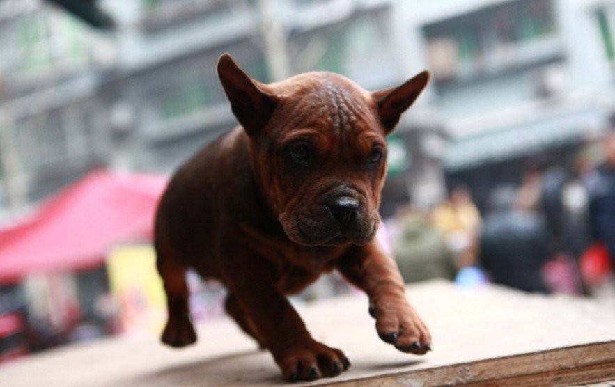 点击大图看下一张：川东猎犬幼犬蹒跚学步图片